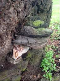 Attēlu rezultāti vaicājumam “Phellinus igniarius”