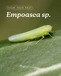 Attēlu rezultāti vaicājumam “Empoasca sp.”