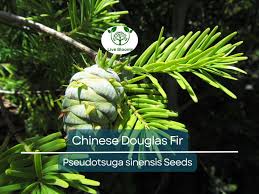 Attēlu rezultāti vaicājumam “Pseudotsuga menziesii fruit”