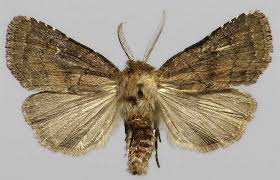 Attēlu rezultāti vaicājumam “Rusina ferruginea female”