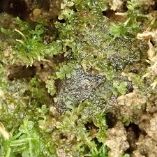 Attēlu rezultāti vaicājumam “Eucladium verticillatum”