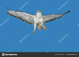 Attēlu rezultāti vaicājumam “Pernis apivorus adult”