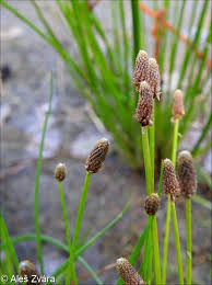 Attēlu rezultāti vaicājumam “Eleocharis uniglumis fruit”