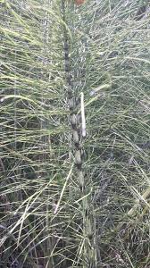 Attēlu rezultāti vaicājumam “Equisetum telmateia”