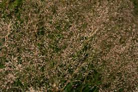 Attēlu rezultāti vaicājumam “Deschampsia flexuosa”