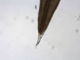 Attēlu rezultāti vaicājumam “Schistidium dupretii”