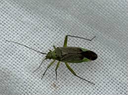 Attēlu rezultāti vaicājumam “Rhabdomiris striatellus”