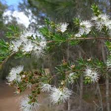 Attēlu rezultāti vaicājumam “Trichia ambigua”