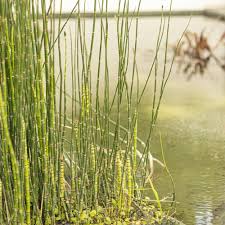 Attēlu rezultāti vaicājumam “Equisetum hyemale”