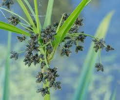 Attēlu rezultāti vaicājumam “Scirpus sylvaticus flower”