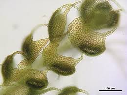 Attēlu rezultāti vaicājumam “Nowellia curvifolia sporophyte”