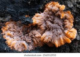 Attēlu rezultāti vaicājumam “Phlebia rufa”