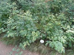 Attēlu rezultāti vaicājumam “Lathyrus niger”