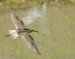 Image result for Calidris himantopus