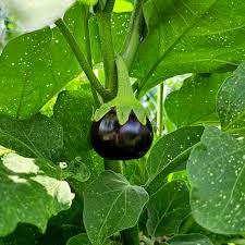 Afbeeldingsresultaat voor slim jim eggplant