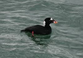 Image result for Melanitta perspicillata