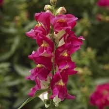 Image result for Antirrhinum majus maximum