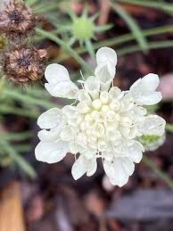 Image result for Scabiosa ochroleuca