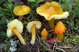 Attēlu rezultāti vaicājumam “Hygrocybe acutoconica”
