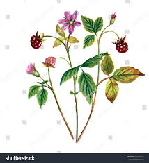 Attēlu rezultāti vaicājumam “Rubus arcticus flower”