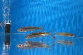 Image result for Goliath Tigerfish