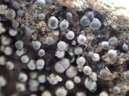 Attēlu rezultāti vaicājumam “Collaria arcyrionema”