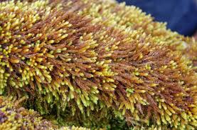 Attēlu rezultāti vaicājumam “Leucodon sciuroides”