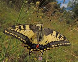 Attēlu rezultāti vaicājumam “Papilio machaon underside”