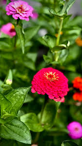 Image result for Zinnia violacea