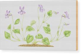 Attēlu rezultāti vaicājumam “Viola reichenbachiana”