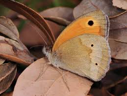 Attēlu rezultāti vaicājumam “Maniola jurtina male”