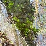 Attēlu rezultāti vaicājumam “Callitriche hermaphroditica leaf”