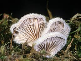Attēlu rezultāti vaicājumam “Schizophyllum commune”