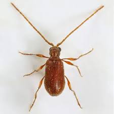 Attēlu rezultāti vaicājumam “Ptinus sp. female”