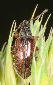 Attēlu rezultāti vaicājumam “Phyllobius”