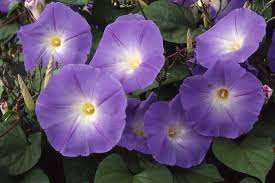 Image result for Ipomoea Heavenly Blue