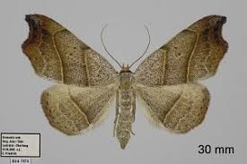 Attēlu rezultāti vaicājumam “Laspeyria flexula”