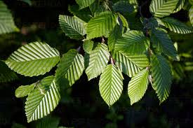 Attēlu rezultāti vaicājumam “Carpinus betulus leaf”