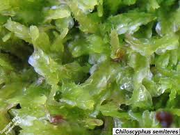 Attēlu rezultāti vaicājumam “Chiloscyphus”