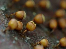 Attēlu rezultāti vaicājumam “Craterium minutum macro”