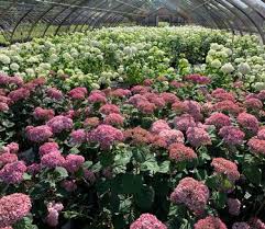 Attēlu rezultāti vaicājumam “Hydrangea arborescens”