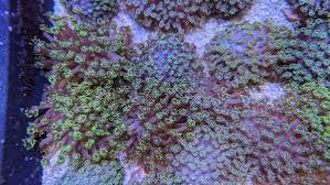 Attēlu rezultāti vaicājumam “Polypogon tentacularius male”