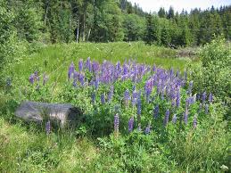 Attēlu rezultāti vaicājumam “Lupinus polyphyllus flower”