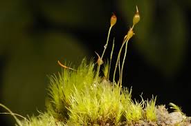 Attēlu rezultāti vaicājumam “Dicranella schreberiana”