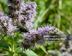 Attēlu rezultāti vaicājumam “Mentha longifolia flower”