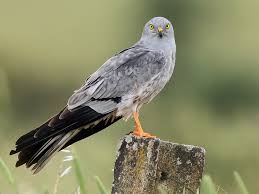 Attēlu rezultāti vaicājumam “Circus pygargus adult”