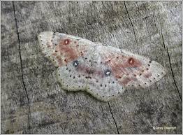 Attēlu rezultāti vaicājumam “Cyclophora albipunctata”