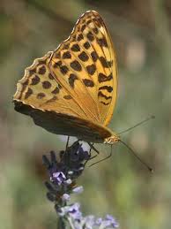 Attēlu rezultāti vaicājumam “Argynnis paphia”