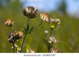 Attēlu rezultāti vaicājumam “Anthyllis maritima flower”