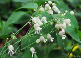Image result for Silene vulgaris